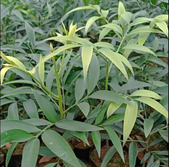 Cây giống và thành phẩm kim giao