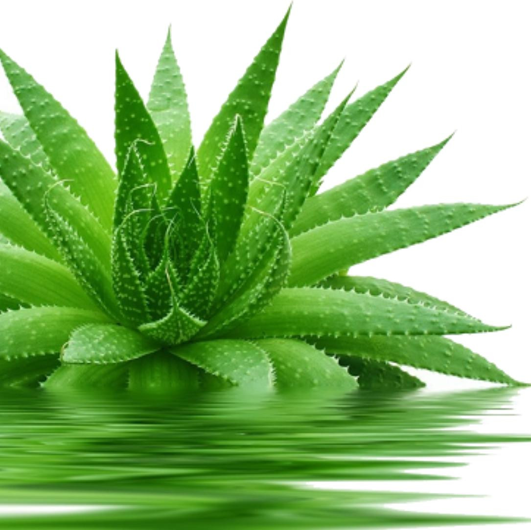 Cây lô hội (nha đam)