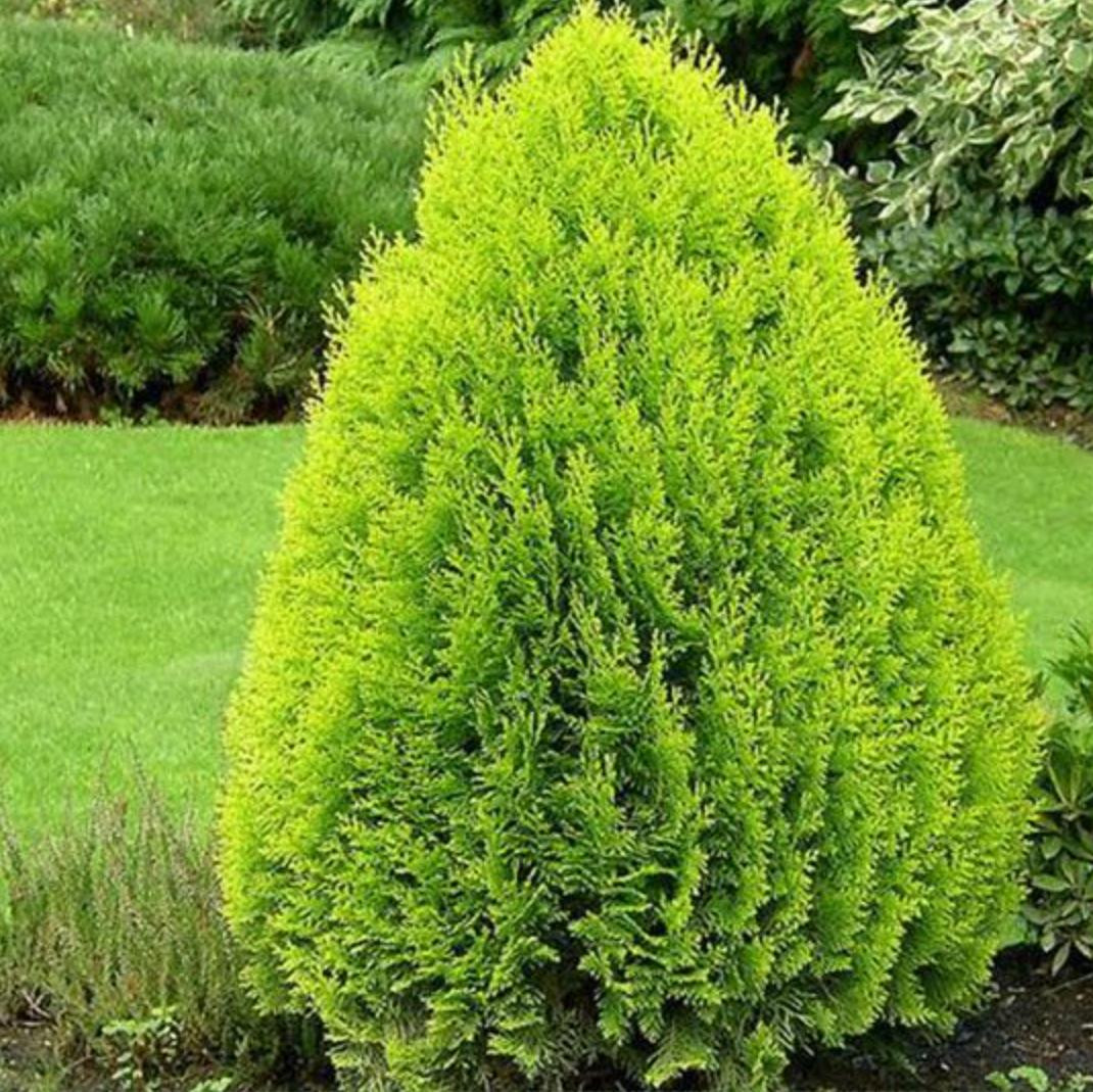 Cây tùng bách diệp