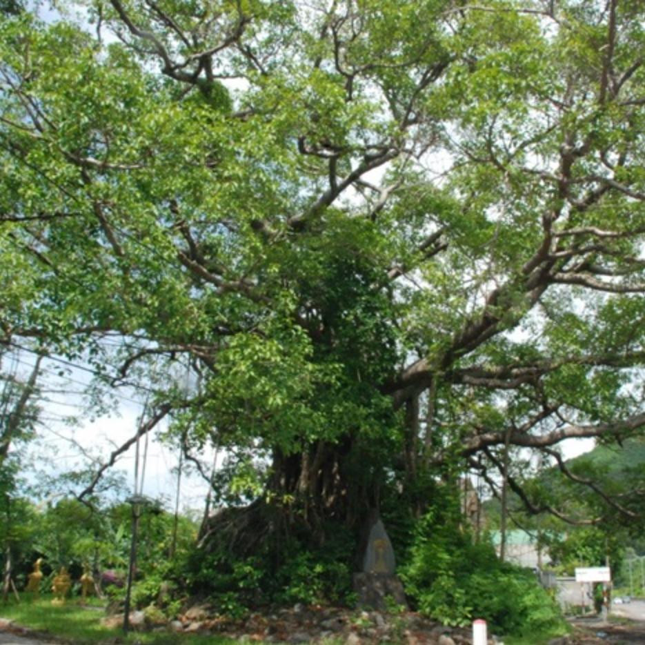 Cây Đa Bóng Mát