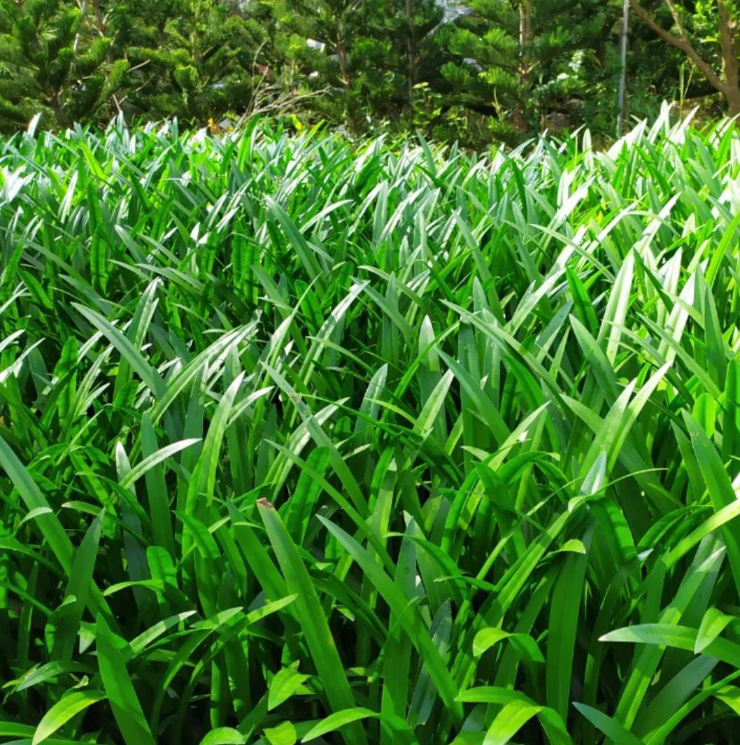 Cây Bạch Trinh Biển