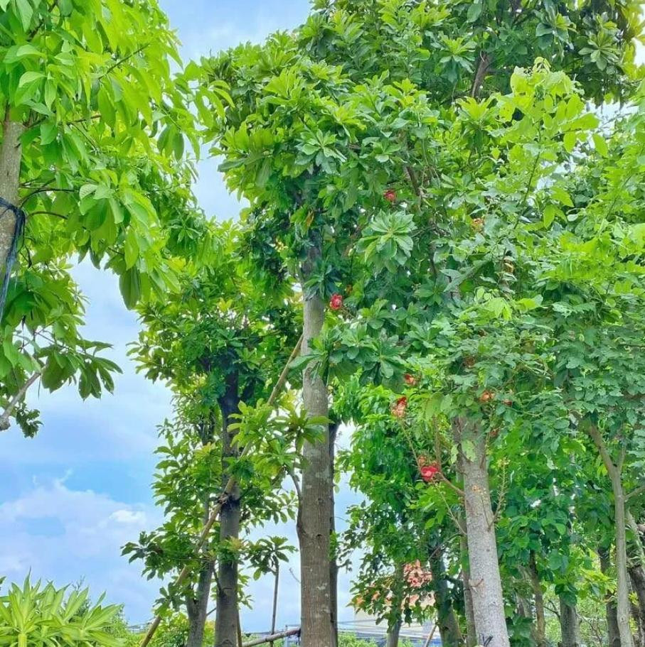 Cây Sala (Cây Tha La)