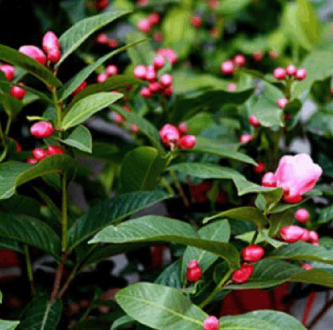 Cây Hoa Hải Đường