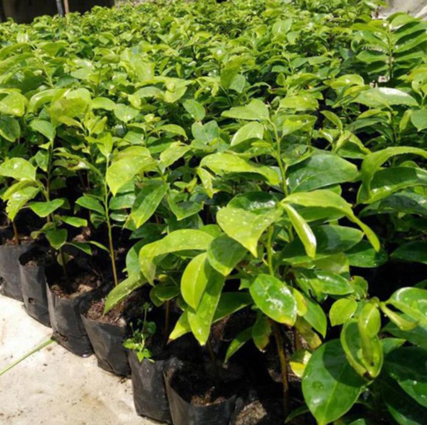 Cây Mãng Cầu Xiêm