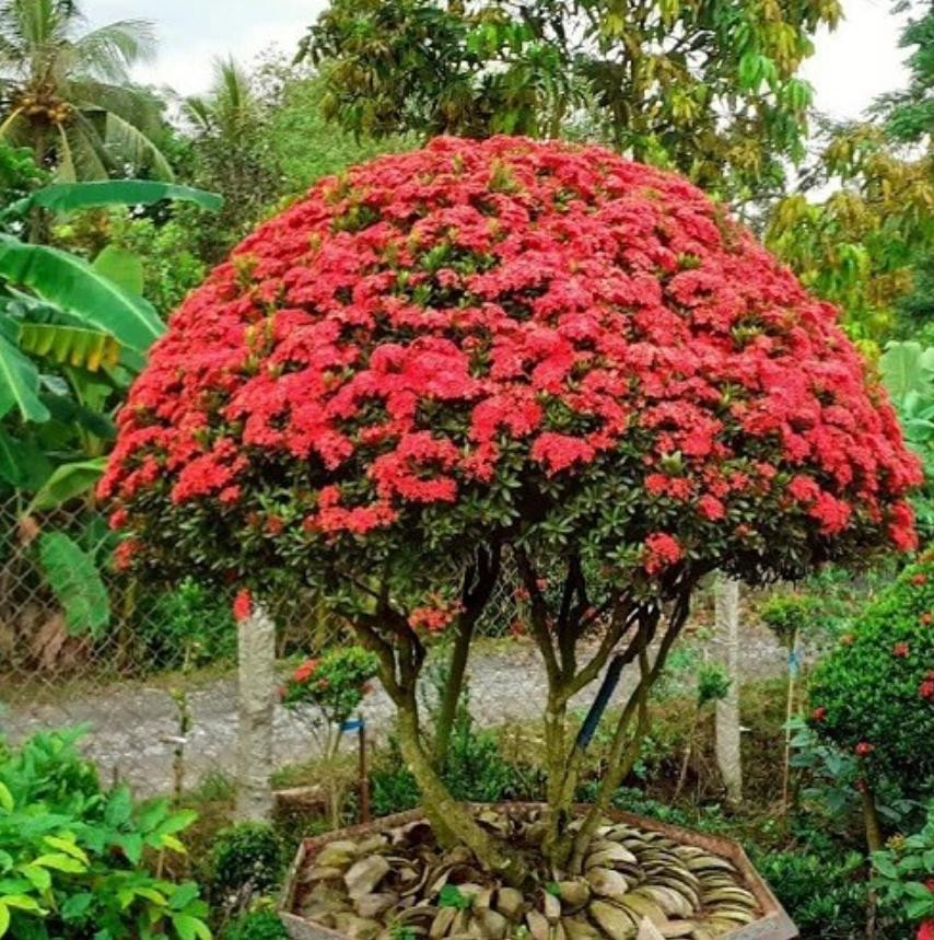 Cây Trang Đỏ ( Mẫu Đơn Thái )