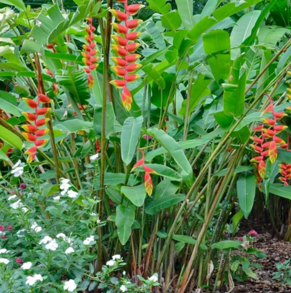 Cây Chuối Phượng Hoàng (Chuối Pháo)