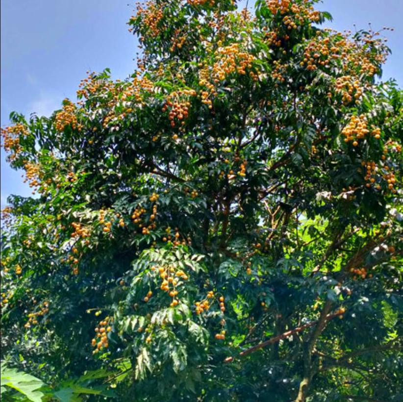 Cây Quất Hồng Bì