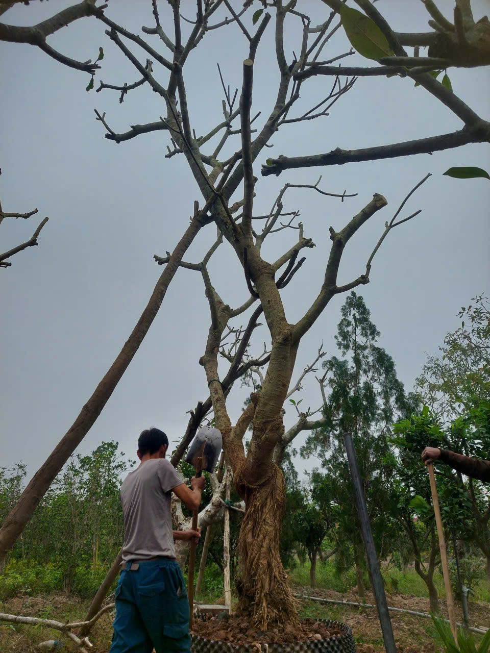 Cây Đại (Hoa Đại)