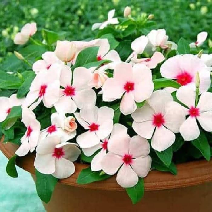 Cây Hoa Dừa Cạn