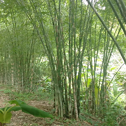 Cây Tre Tầm Vông