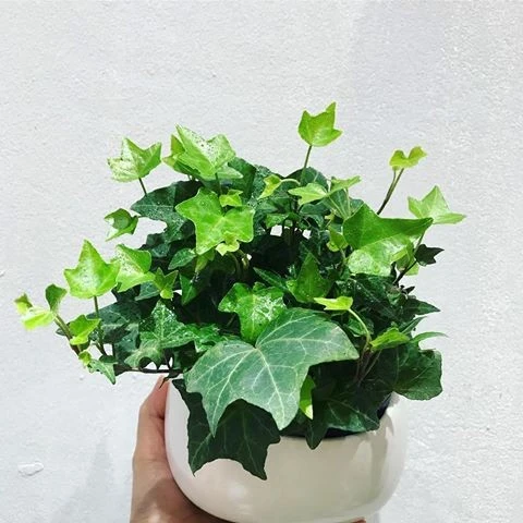 Cây Thường Xuân