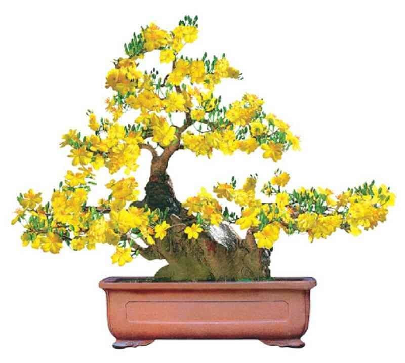 Cây Mai Vàng