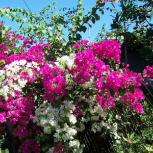 Cây Hoa Triệu Chuông