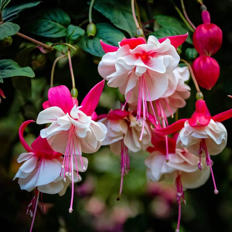 Cây Hoa Lồng Đèn