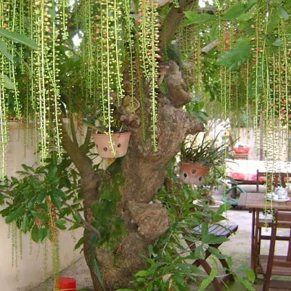 cây lộc vừng hoa trắng