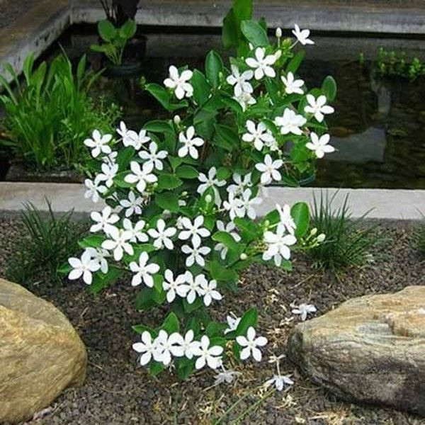 Cây Mai Chỉ Thiên