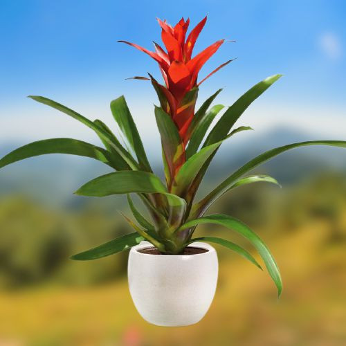 Cây Phong Lộc Hoa