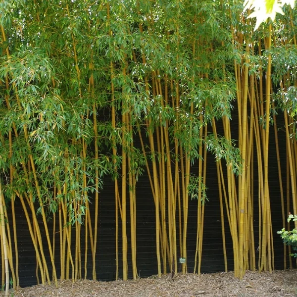 Cây Trúc Cần Câu