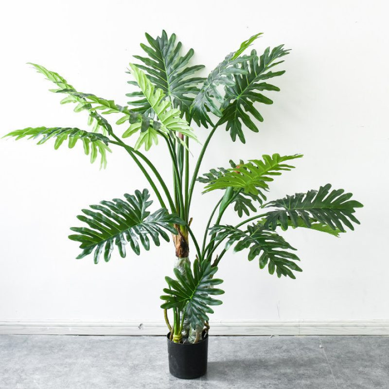 Cây trầu bà tay phật