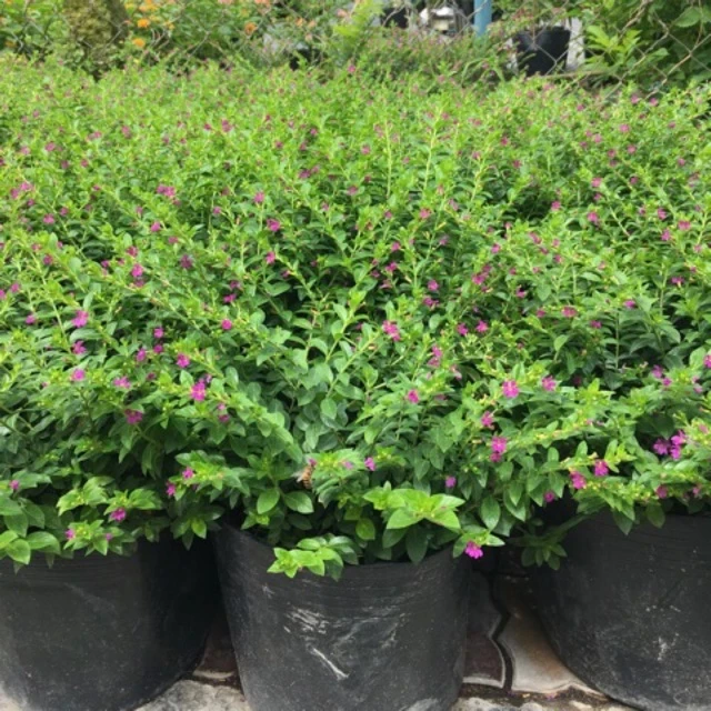 Cây Hoa Cẩm Tú Mai