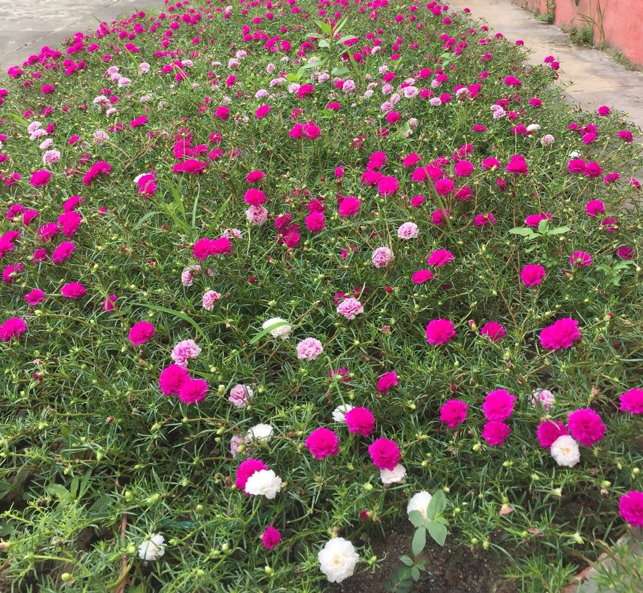 Cây Hoa Mười Giờ