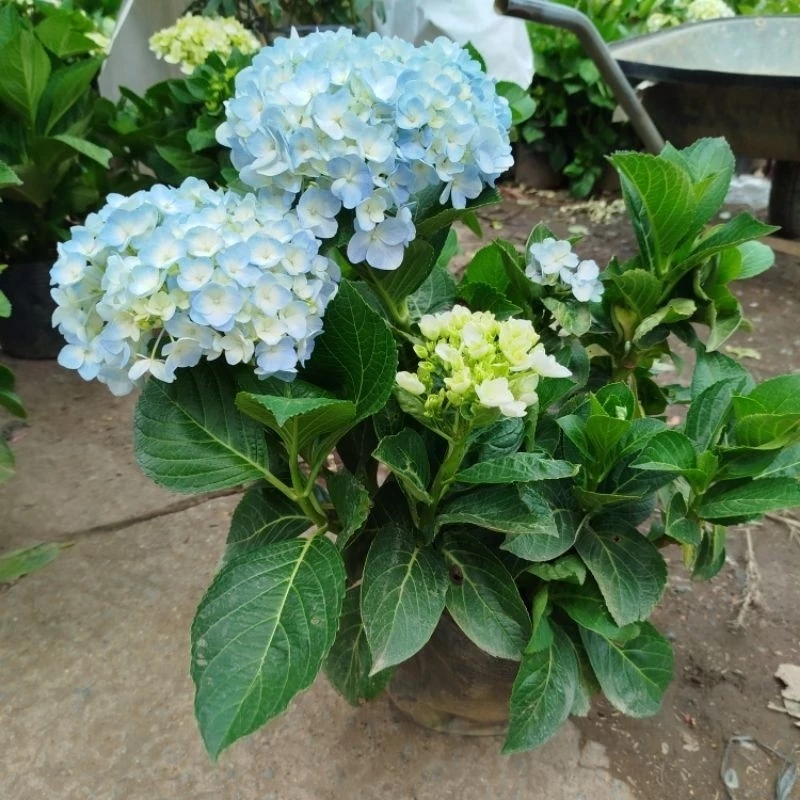 Cây Cẩm Tú Cầu