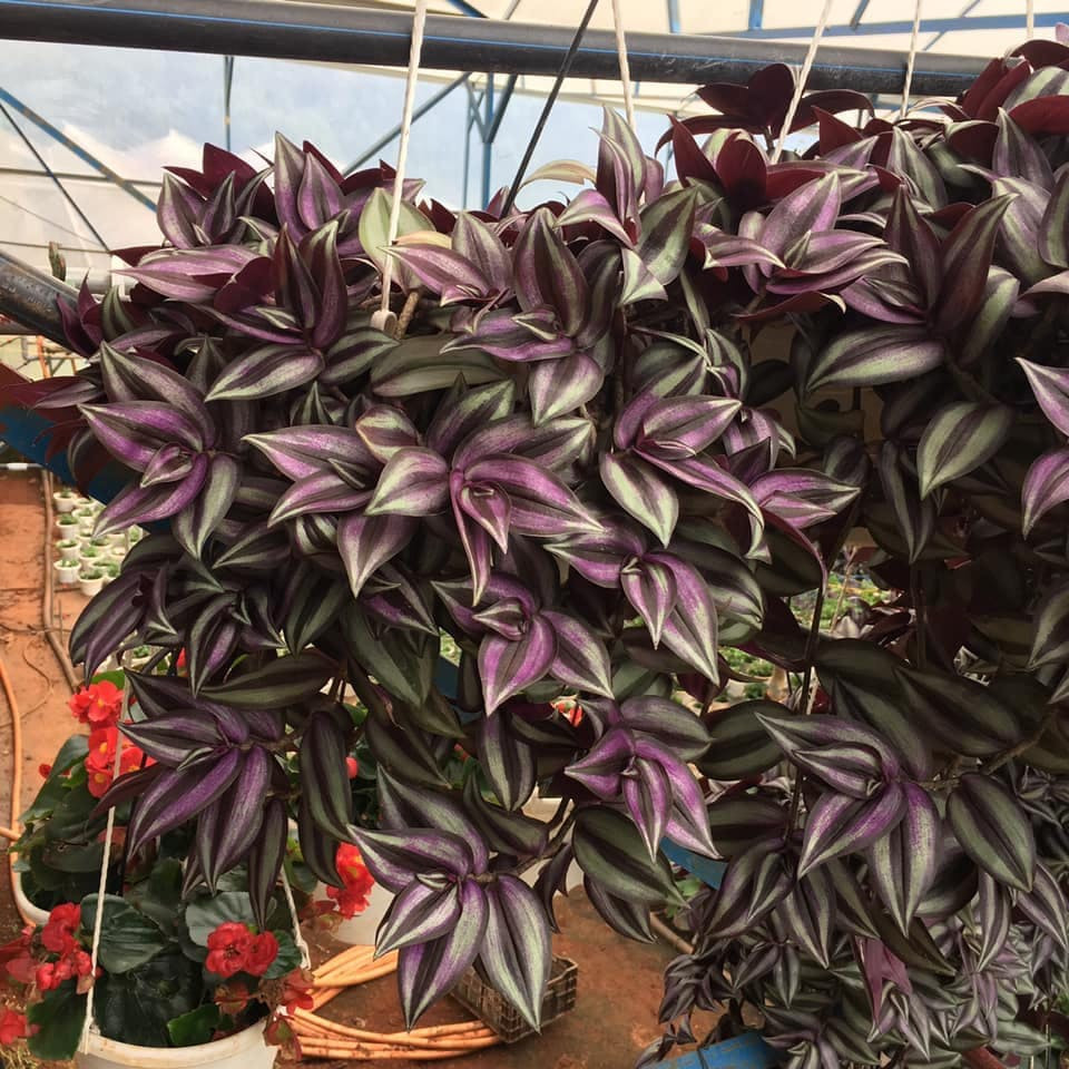 Cây Thài Lài Tía