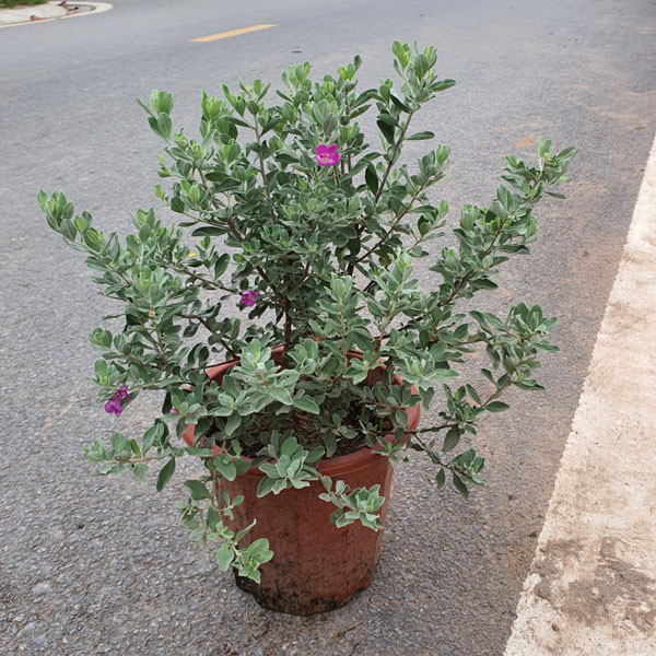 Cây Tuyết Sơn Phi Hồng